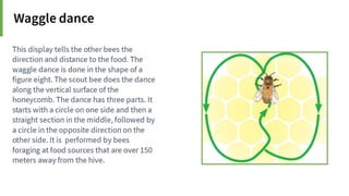 Animal Communication- Auditory and Visual.pptx