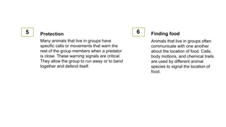 5 Protection
Many animals that live in groups have
specific calls or movements that warn the
rest of the group members when a predator
is close. These warning signals are critical.
They allow the group to run away or to band
together and defend itself.
6 Finding food
Animals that live in groups often
communicate with one another
about the location of food. Calls,
body motions, and chemical trails
are used by different animal
species to signal the location of
food.
 