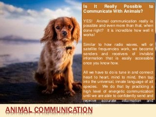 ANIMAL COMMUNICATION
Is It Really Possible to
Communicate With Animals?
YES! Animal communication really is
possible and even more than that, when
done right? It is incredible how well it
works!
Similar to how radio waves, wifi or
satellite frequencies work, we become
senders and receivers of invisible
information that is easily accessible
once you know how.
All we have to do is tune in and connect
heart to heart, mind to mind, then tap
into the universal, innate language of all
species. We do that by practicing a
high level of energetic communication
until we are able to confidently send and
receive accurate information and
messages.
 