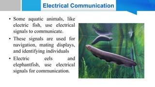 Electrical Communication
• Some aquatic animals, like
electric fish, use electrical
signals to communicate.
• These signals are used for
navigation, mating displays,
and identifying individuals
• Electric eels and
elephantfish, use electrical
signals for communication.
 