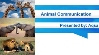 Animal Communication
Presented by: Aqsa
 