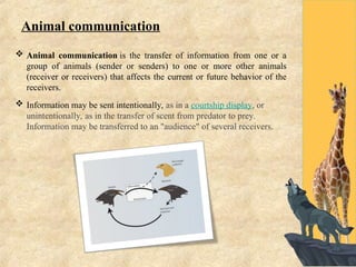 Animal Communication. Anees Ahmed Shah - -MSc Zoology.ppt