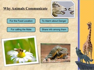 Animal Communication. Anees Ahmed Shah - -MSc Zoology.ppt