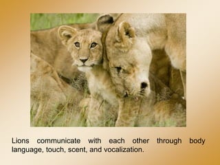 Lions communicate with each other through body
language, touch, scent, and vocalization.
 