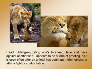 Head rubbing—nuzzling one's forehead, face and neck
against another lion—appears to be a form of greeting, as it
is seen often after an animal has been apart from others, or
after a fight or confrontation.
 