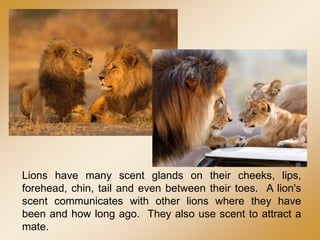 Lions have many scent glands on their cheeks, lips,
forehead, chin, tail and even between their toes. A lion's
scent communicates with other lions where they have
been and how long ago. They also use scent to attract a
mate.
 