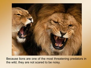 Because lions are one of the most threatening predators in
the wild, they are not scared to be noisy.
 