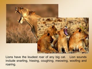 Lions have the loudest roar of any big cat. Lion sounds
include snarling, hissing, coughing, meowing, woofing and
roaring.
 