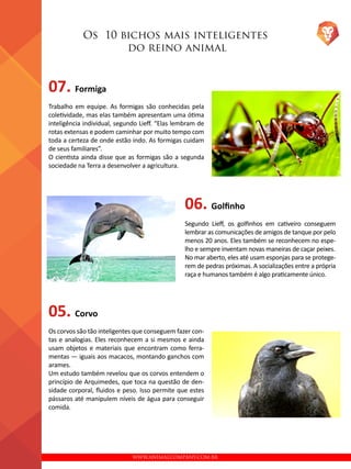 WWW.ANIMALCOMPANY.COM.BR
Os 10 bichos mais inteligentes
do reino animal
07. Formiga
Trabalho em equipe. As formigas são conhecidas pela
coletividade, mas elas também apresentam uma ótima
inteligência individual, segundo Lieff. “Elas lembram de
rotas extensas e podem caminhar por muito tempo com
toda a certeza de onde estão indo. As formigas cuidam
de seus familiares”.
O cientista ainda disse que as formigas são a segunda
sociedade na Terra a desenvolver a agricultura.
05. Corvo
Os corvos são tão inteligentes que conseguem fazer con-
tas e analogias. Eles reconhecem a si mesmos e ainda
usam objetos e materiais que encontram como ferra-
mentas — iguais aos macacos, montando ganchos com
arames.
Um estudo também revelou que os corvos entendem o
princípio de Arquimedes, que toca na questão de den-
sidade corporal, fluidos e peso. Isso permite que estes
pássaros até manipulem níveis de água para conseguir
comida.
06. Golfinho
Segundo Lieff, os golfinhos em cativeiro conseguem
lembrar as comunicações de amigos de tanque por pelo
menos 20 anos. Eles também se reconhecem no espe-
lho e sempre inventam novas maneiras de caçar peixes.
No mar aberto, eles até usam esponjas para se protege-
rem de pedras próximas. A socializações entre a própria
raça e humanos também é algo praticamente único.
 