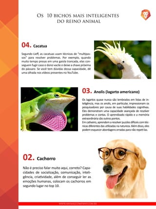 WWW.ANIMALCOMPANY.COM.BR
Os 10 bichos mais inteligentes
do reino animal
04. Cacatua
Segundo Lieff, as cacatuas usam técnicas de “multipas-
sos” para resolver problemas. Por exemplo, quando
muito tempo presas em uma gaiola trancada, elas con-
seguem fugir caso o dono vacile e deixe a chave próxima
do pássaro. Se você tem dúvidas dessa capacidade, dê
uma olhada nos vídeos presentes no YouTube.
02. Cachorro
Não é preciso falar muito aqui, correto? Capa-
cidades de socialização, comunicação, inteli-
gência, criatividade, além de conseguir ler as
emoções humanas, colocam os cachorros em
segundo lugar no top 10.
03. Anolis (lagarto americano)
Os lagartos quase nunca são lembrados em listas de in-
teligência, mas os anolis, em particular, impressionam os
pesquisadores por causa de suas habilidades cognitivas.
Eles demonstram uma capacidade avançada de resolver
problemas e contas. O aprendizado rápido e a memória
extraordináriasãooutrospontos.
Emcativeiro,aprendemaresolverpuzzlesdifíceiscomtéc-
nicasdiferentesdasutilizadasnanatureza.Alémdisso,eles
podemesquecerabordagenserradasparanãorepeti-las.
 