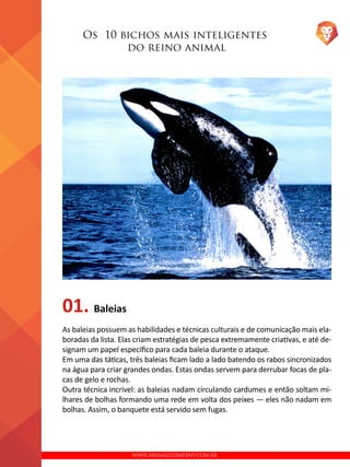 WWW.ANIMALCOMPANY.COM.BR
Os 10 bichos mais inteligentes
do reino animal
01. Baleias
As baleias possuem as habilidades e técnicas culturais e de comunicação mais ela-
boradas da lista. Elas criam estratégias de pesca extremamente criativas, e até de-
signam um papel específico para cada baleia durante o ataque.
Em uma das táticas, três baleias ficam lado a lado batendo os rabos sincronizados
na água para criar grandes ondas. Estas ondas servem para derrubar focas de pla-
cas de gelo e rochas.
Outra técnica incrível: as baleias nadam circulando cardumes e então soltam mi-
lhares de bolhas formando uma rede em volta dos peixes — eles não nadam em
bolhas. Assim, o banquete está servido sem fugas.
 