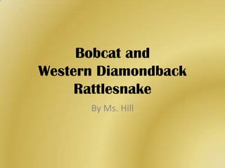Bobcat and Western Diamondback Rattlesnake By Ms. Hill 