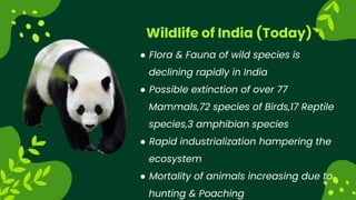 Wildlife of India (Today)
 Flora & Fauna of wild species is
declining rapidly in India
 Possible extinction of over 77
Mammals,72 species of Birds,17 Reptile
species,3 amphibian species
 Rapid industrialization hampering the
ecosystem
 Mortality of animals increasing due to
hunting & Poaching
 