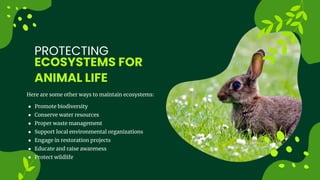 ECOSYSTEMS FOR
ANIMAL LIFE
PROTECTING
Here are some other ways to maintain ecosystems:
 Promote biodiversity
 Conserve water resources
 Proper waste management
 Support local environmental organizations
 Engage in restoration projects
 Educate and raise awareness
 Protect wildlife
 