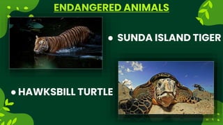 ENDANGERED ANIMALS
 SUNDA ISLAND TIGER
 HAWKSBILL TURTLE
 