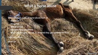 What is horse abuse
There are many types of horse abuse, such as
 Starvation
 Being bet
 Not groomed
 Not safe living conditions
 When a horse gets too old, ill, or tiered they get soldered for food.
And many more.
savannah
 