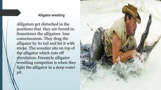 Alligator wrestling
Alligators get disturbed in the
positions that they are forced in.
Sometimes the alligators lose
consciousness. They drag the
alligator by its tail and hit it with
sticks. The wrestler sits on top of
the alligator which cuts off
circulation. Freestyle alligator
wrestling competion is when they
fight the alligator in a deep water
pit.
 