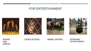 FOR ENTERTAINMENT
SHOWS
LIKE
CIRCUS
ANIMAL SPORTS PERSONAL
ENTERTAINMENT
CAGED IN ZOOS
 