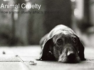 Animal Cruelty
How animal cruelty affects the world
 
