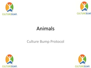 Animals
Culture Bump Protocol

 