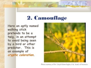 2. Camouflage
Here an aptly named
walking stick
pretends to be a
twig, in an attempt
to avoid being seen
by a bird or other
predator. This is
an example of
cryptic coloration.
Photo courtesy of Dr. Lloyd Glenn Ingles, Cal. Acad. of Sciences.
 