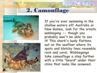 2. Camouflage
If you're ever swimming in the
shallow waters off Australia or
New Guinea, look for the ornate
wobbegong -- though you
probably won't be able to see
it! This shark's body flattens
out on the seafloor where its
spots and blotchy lines resemble
rock and coral. Wobbegongs
take camouflage a step further
with a little "beard" under their
chins that looks like seaweed. 
 