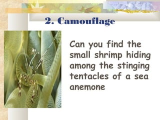 2. Camouflage
Can you find the
small shrimp hiding
among the stinging
tentacles of a sea
anemone
 