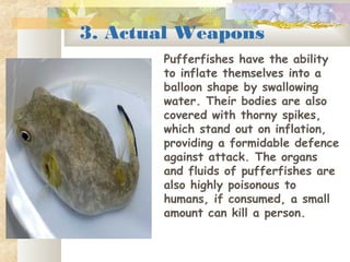 3. Actual Weapons
Pufferfishes have the ability
to inflate themselves into a
balloon shape by swallowing
water. Their bodies are also
covered with thorny spikes,
which stand out on inflation,
providing a formidable defence
against attack. The organs
and fluids of pufferfishes are
also highly poisonous to
humans, if consumed, a small
amount can kill a person.
 