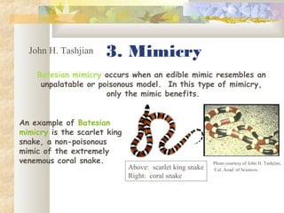 3. Mimicry
Batesian mimicry occurs when an edible mimic resembles an
unpalatable or poisonous model. In this type of mimicry,
only the mimic benefits.
An example of Batesian
mimicry is the scarlet king
snake, a non-poisonous
mimic of the extremely
venemous coral snake.
Above: scarlet king snake
Right: coral snake
John H. Tashjian
Photo courtesy of John H. Tashjian,
Cal. Acad. of Sciences.
 