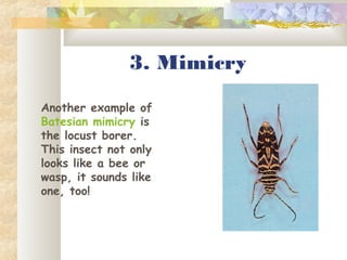 3. Mimicry
Another example of
Batesian mimicry is
the locust borer.
This insect not only
looks like a bee or
wasp, it sounds like
one, too!
 