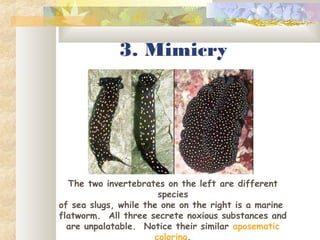 3. Mimicry
The two invertebrates on the left are different
species
of sea slugs, while the one on the right is a marine
flatworm. All three secrete noxious substances and
are unpalatable. Notice their similar aposematic
coloring.
 