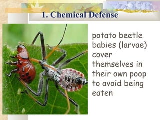1. Chemical Defense
potato beetle
babies (larvae)
cover
themselves in
their own poop
to avoid being
eaten
 