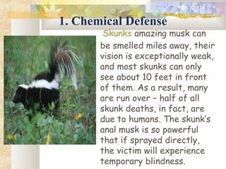 1. Chemical Defense
 Skunks amazing musk can
be smelled miles away, their
vision is exceptionally weak,
and most skunks can only
see about 10 feet in front
of them. As a result, many
are run over – half of all
skunk deaths, in fact, are
due to humans. The skunk’s
anal musk is so powerful
that if sprayed directly,
the victim will experience
temporary blindness.
 
