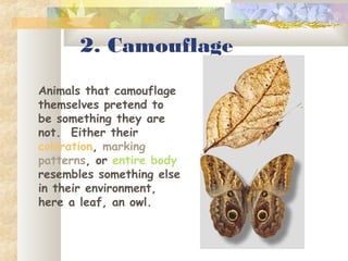 2. Camouflage
Animals that camouflage
themselves pretend to
be something they are
not. Either their
coloration, marking
patterns, or entire body
resembles something else
in their environment,
here a leaf, an owl.
 
