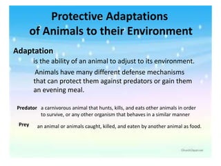 Protective Adaptations
of Animals to their Environment
Adaptation
is the ability of an animal to adjust to its environment.
Animals have many different defense mechanisms
that can protect them against predators or gain them
an evening meal.
Prey an animal or animals caught, killed, and eaten by another animal as food.
Predator a carnivorous animal that hunts, kills, and eats other animals in order
to survive, or any other organism that behaves in a similar manner
 
