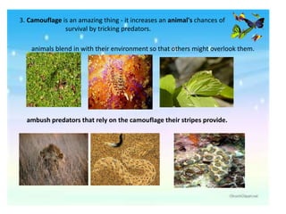 ambush predators that rely on the camouflage their stripes provide.
3. Camouflage is an amazing thing - it increases an animal's chances of
survival by tricking predators.
animals blend in with their environment so that others might overlook them.
 