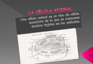 La célula animal Una célula animal es un tipo de célula eucariota de la que se componen muchos tejidos en los animales. 