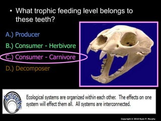• What trophic feeding level belongs to
these teeth?
Copyright © 2010 Ryan P. Murphy
A.) Producer
B.) Consumer - Herbivore
C.) Consumer - Carnivore
D.) Decomposer
 