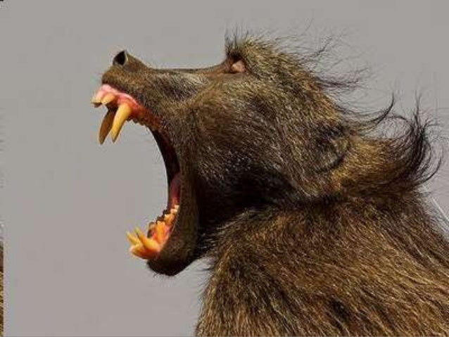 Animal Dentition Lesson PowerPoint, Teeth, Quiz, Types of Teeth