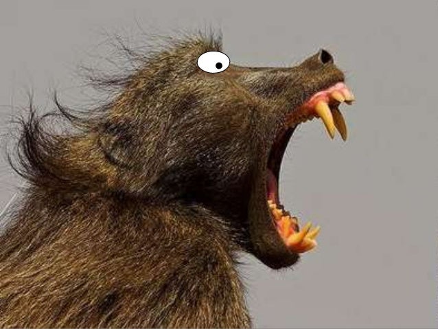 Animal Dentition Lesson PowerPoint, Teeth, Quiz, Types of Teeth