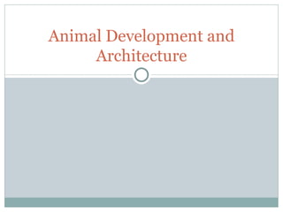 Animal Development and Architecture 