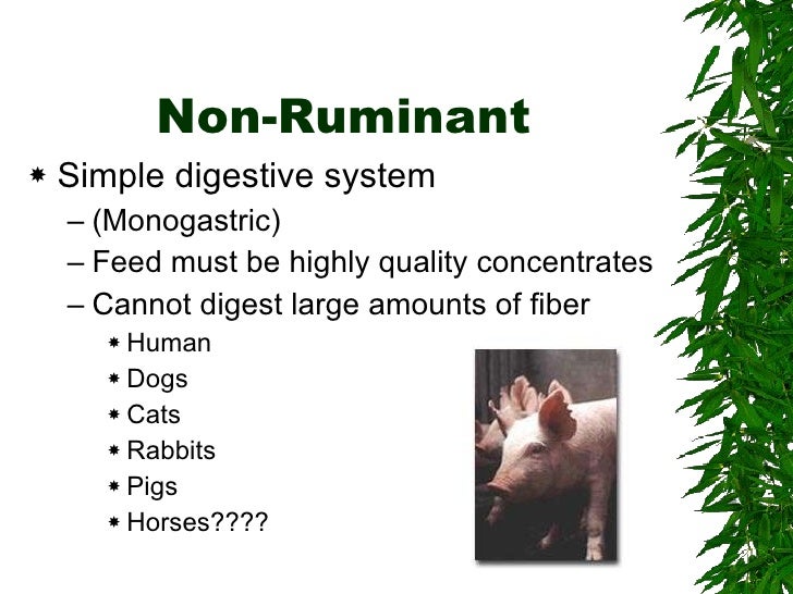 Animal Digestion