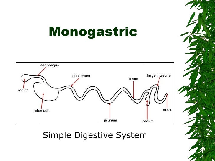 A Simple Diagram Of The Digestive System - Diagram Media