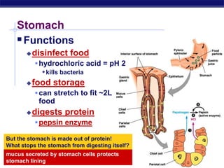 Animal digestion(final earthscience).ppt
