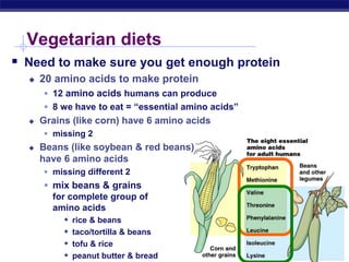 Animal digestion(final earthscience).ppt