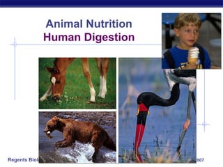 Regents Biology 2006-2007
Animal Nutrition
Human Digestion
 