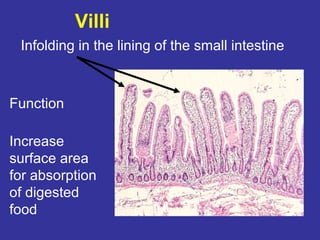 Infloding Animal digestive system | PPT