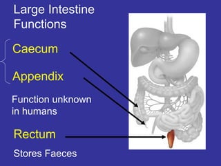 Animal Digestive System PPT Animal Digestive System PPT