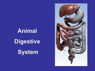 Animal
Digestive
 System
 