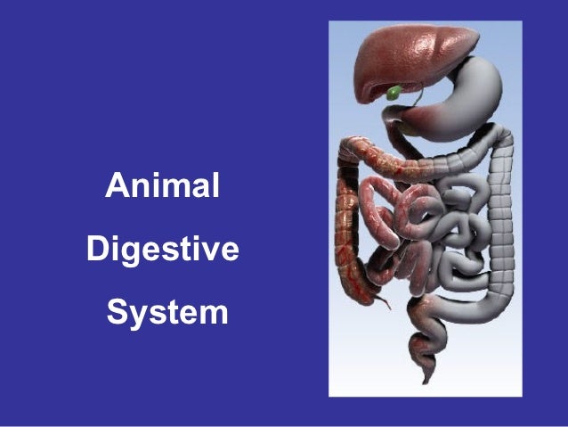 Animal digestive system